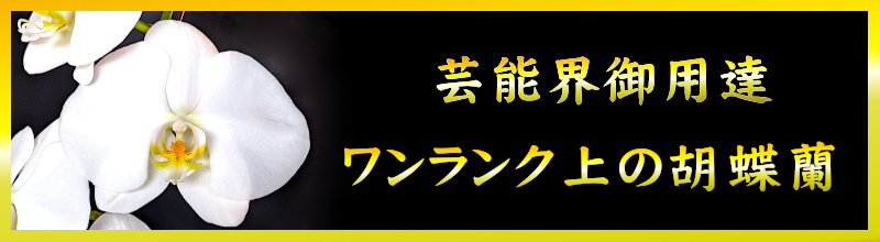 芸能人ご用達 華麗な御祝花　ライブ　LIVE 東京 全国 スタンド花 アレンジ花　胡蝶蘭　花束　観葉植物　コンサート花　楽屋花　オートミ花・フラワー　ohtomi flower 胡蝶蘭ページへ