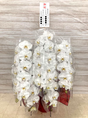 胡蝶蘭 コチョウラン 東京 横浜 大阪 名古屋 福岡 全国 宅配便 即日 Phalanopsis phalanopsis-aphrodite 御就任 御移転 御祝 オートミ花事業部 ohtomi flower 胡蝶蘭ページ 胡蝶蘭
