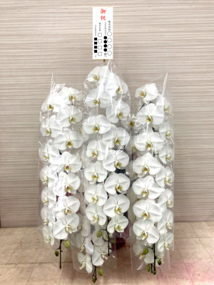 胡蝶蘭 コチョウラン 東京 横浜 大阪 名古屋 福岡 全国 宅配便 即日 Phalanopsis phalanopsis-aphrodite 御就任 御移転 御祝 オートミ花事業部 ohtomi flower 胡蝶蘭ページ 胡蝶蘭